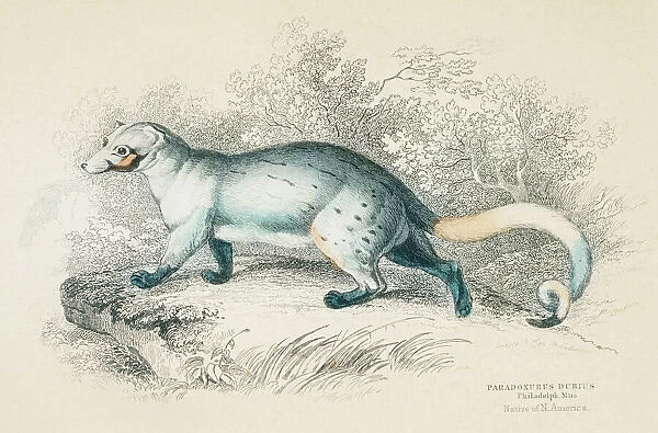 Civet cat engraving 1855