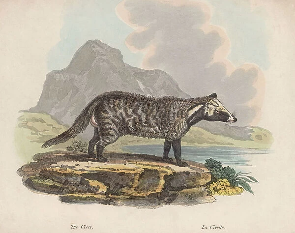 Civet. A civet, circa 1850. (Photo by Hulton Archive / Getty Images)