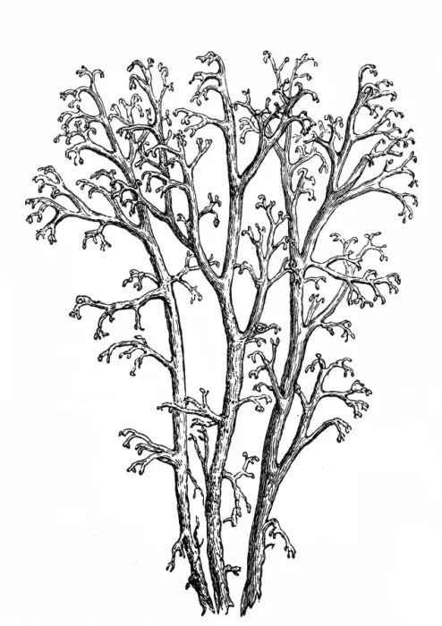 Framed Print : Cladonia rangiferina (reindeer lichen)