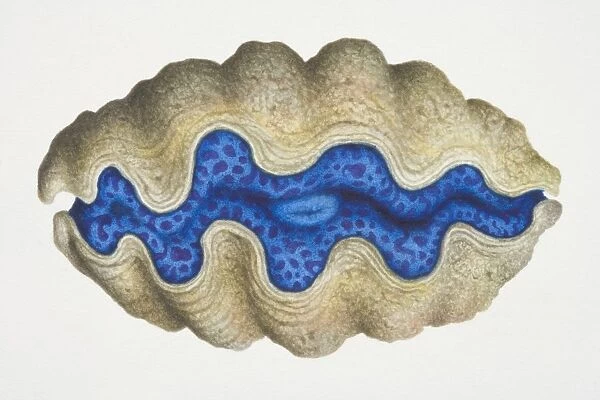 Clam with brown shell and a blue centre, side view