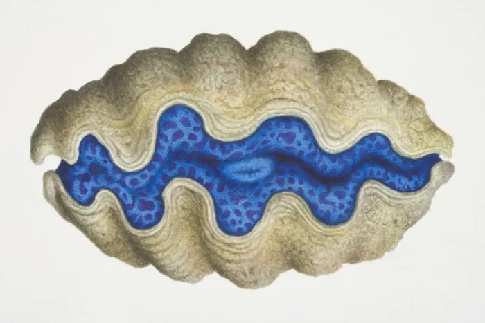 Framed Print : Clam with brown shell and a blue centre, side view Framed Print : Clam with brown shell and a blue centre, side view