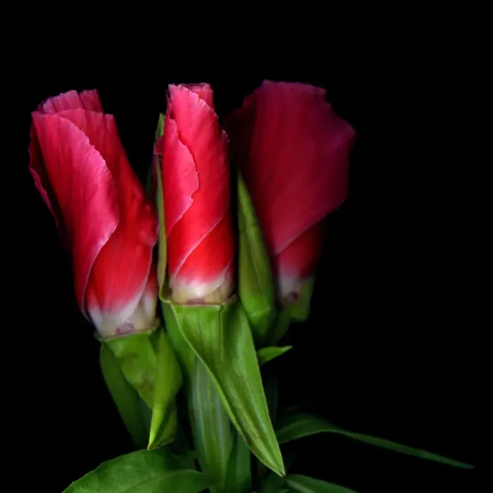 Framed Print : Clarkia flower Framed Print : Clarkia flower