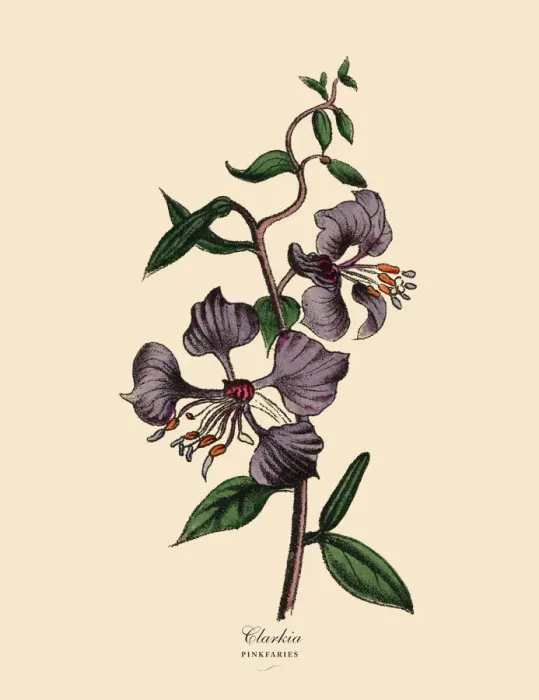 Framed Print : Clarkia and Pinkfaries Plants, Victorian Botanical Illustration Framed Print : Clarkia and Pinkfaries Plants, Victorian Botanical Illustration