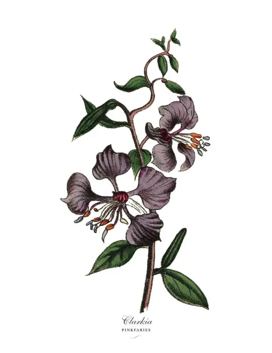 Framed Print : Clarkia and Pinkfaries Plants, Victorian Botanical Illustration Framed Print : Clarkia and Pinkfaries Plants, Victorian Botanical Illustration