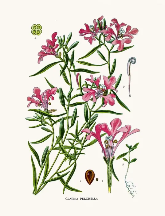Framed Print : clarkia pulchella Framed Print : clarkia pulchella