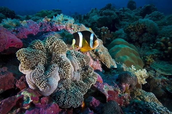 Clarks anemonefish -Amphiprion clarkii-, Palau