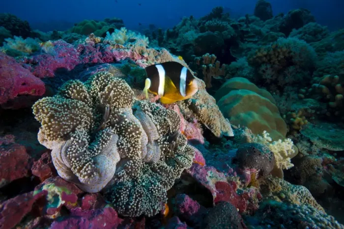 Framed Print : Clarks anemonefish -Amphiprion clarkii-, Palau