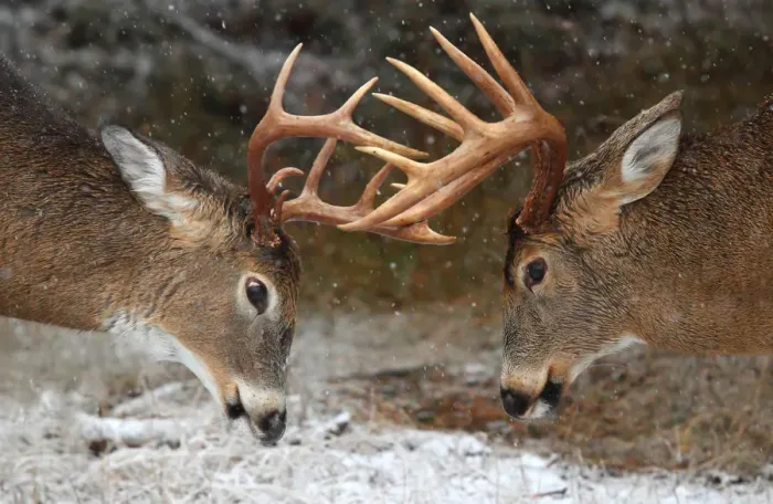 Framed Print : Clash of the Titans - White tailed deer Framed Print : Clash of the Titans - White tailed deer