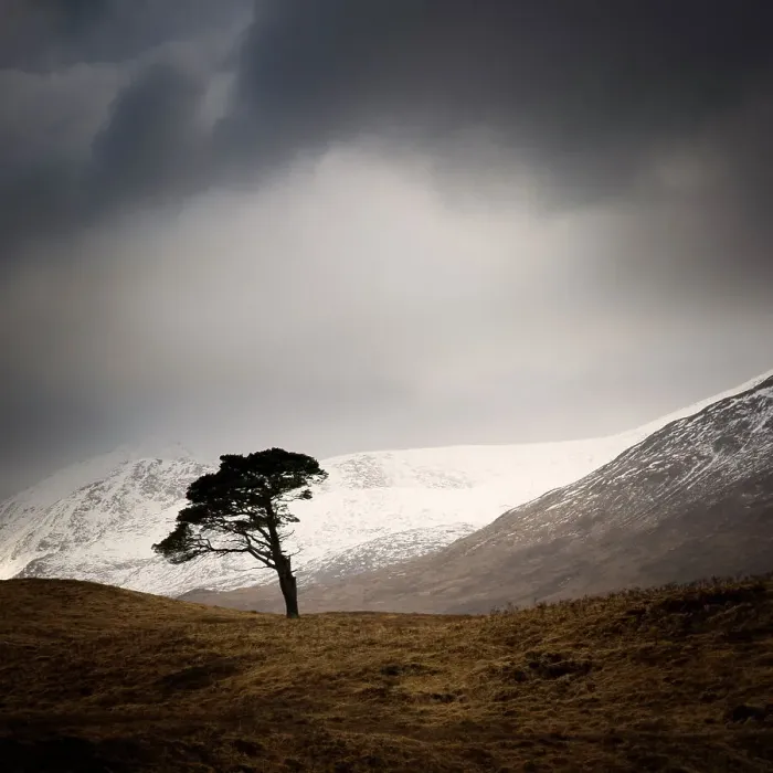 Framed Print : Clashgour Pine Framed Print : Clashgour Pine