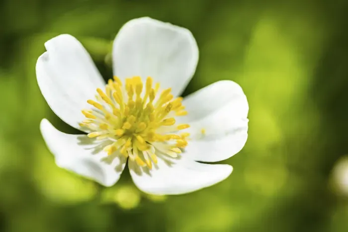 Framed Print : Clasping-leaf Buttercup -Ranunculus amplexicaulis- Framed Print : Clasping-leaf Buttercup -Ranunculus amplexicaulis-