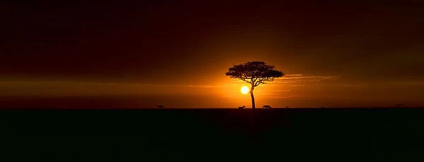 Classic African Sunrise in the Masai Mara National Reserve, Kenya