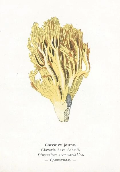 Clavaire mushroom engraving 1895