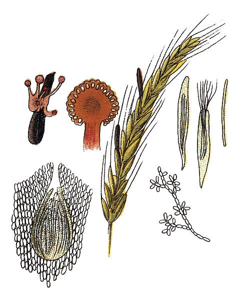 Claviceps purpurea is an ergot fungus that grows on the ears of rye and related cereal