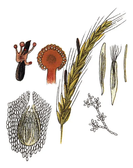 Framed Print : Claviceps purpurea is an ergot fungus that grows on the ears of rye and related cereal Framed Print : Claviceps purpurea is an ergot fungus that grows on the ears of rye and related cereal