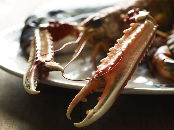 Claws from a langoustine