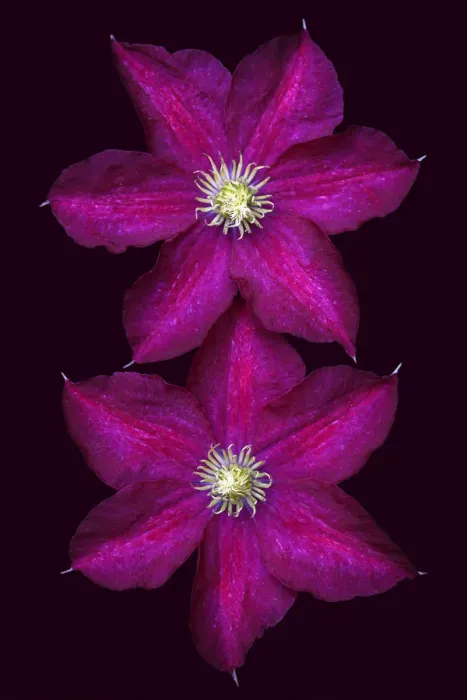Framed Print : Clematis Madame Edouard Andre Framed Print : Clematis Madame Edouard Andre