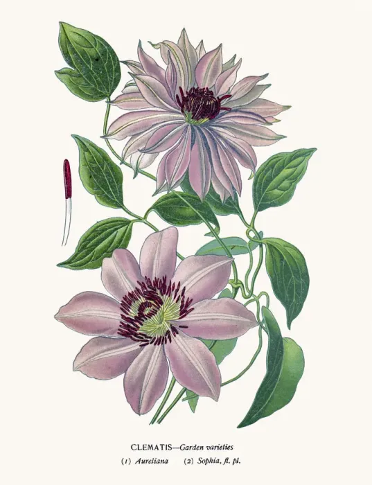 Framed Print : Clematis. Photo of an original Fine Lithograph Framed Print : Clematis. Photo of an original Fine Lithograph