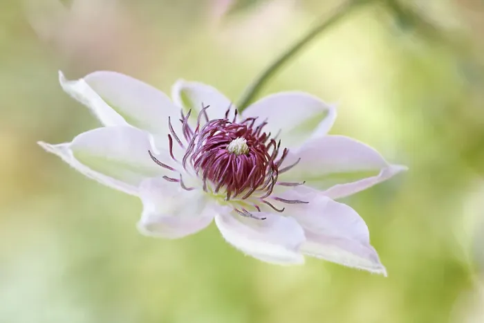 Framed Print : Clematis bloom