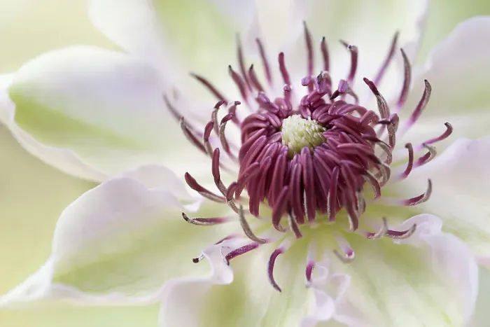 Framed Print : Clematis flower Framed Print : Clematis flower