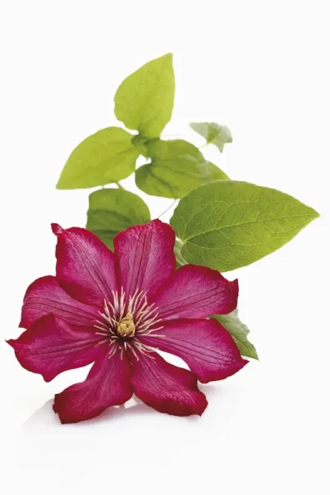 Framed Print : Clematis (Clematis) Framed Print : Clematis (Clematis)