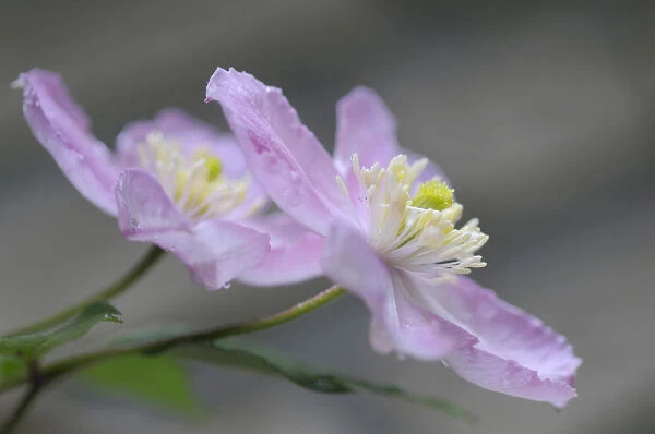 Clematis -Clematis montana Tetra Rose-