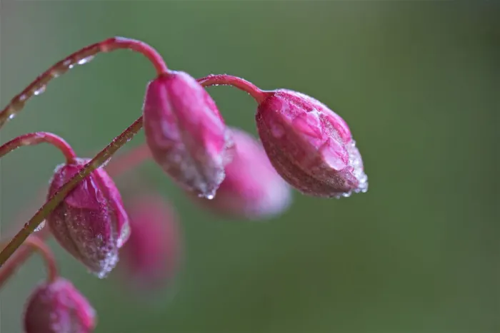 Framed Print : Clematis Montana Buds Close up after rain Framed Print : Clematis Montana Buds Close up after rain