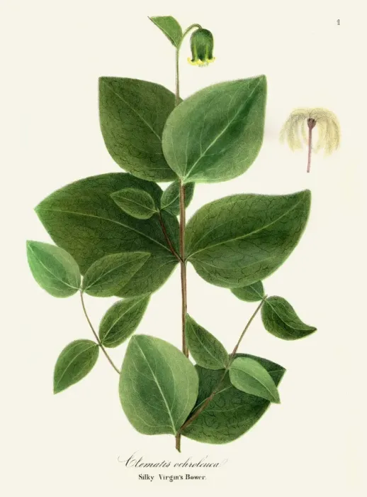 Framed Print : Clematis plant illustration 1843