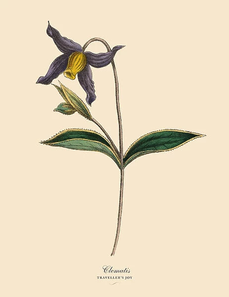 Clematis Plants, Victorian Botanical Illustration