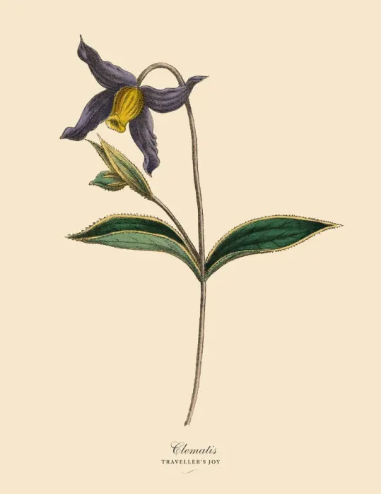 Framed Print : Clematis Plants, Victorian Botanical Illustration Framed Print : Clematis Plants, Victorian Botanical Illustration