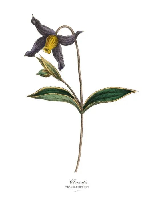 Framed Print : Clematis Plants, Victorian Botanical Illustration Framed Print : Clematis Plants, Victorian Botanical Illustration