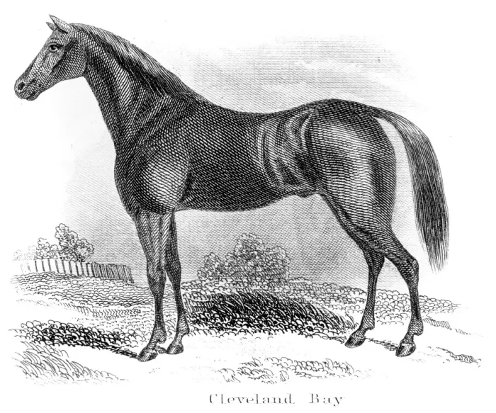 Framed Print : Cleveland Bay horse engraving 1873 Framed Print : Cleveland Bay horse engraving 1873