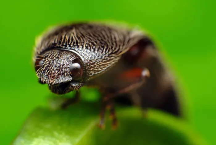 Framed Print : Click beetle Framed Print : Click beetle
