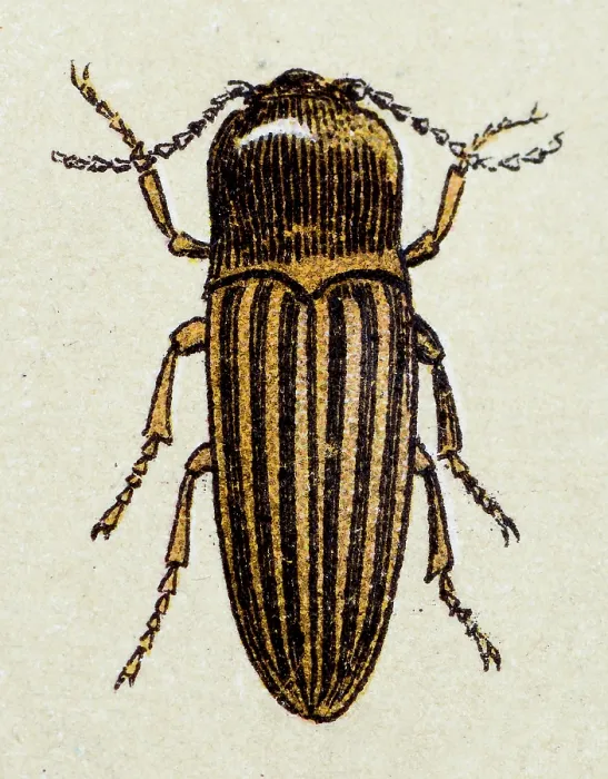 Framed Print : Click beetle, insect animals antique illustration Framed Print : Click beetle, insect animals antique illustration