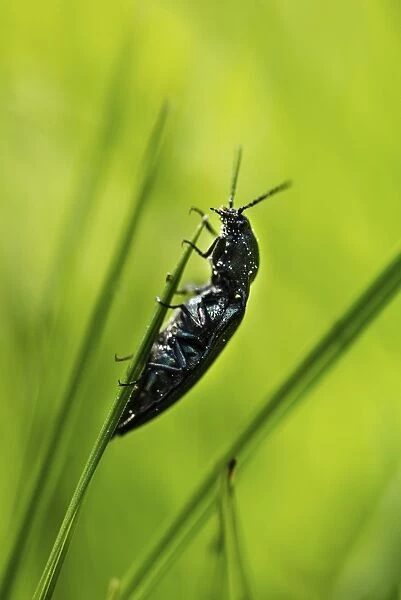Click Beetle species -Ctenicera sp. -