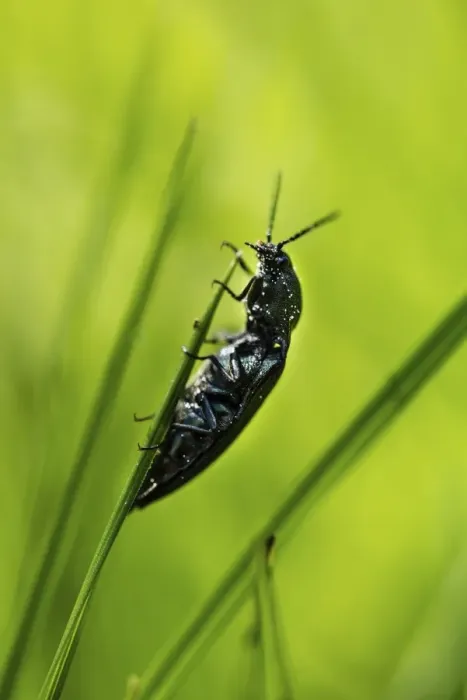 Framed Print : Click Beetle species -Ctenicera sp. - Framed Print : Click Beetle species -Ctenicera sp. -