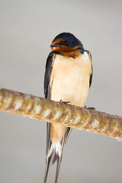 Cliff Swallow Sitting On A Wire