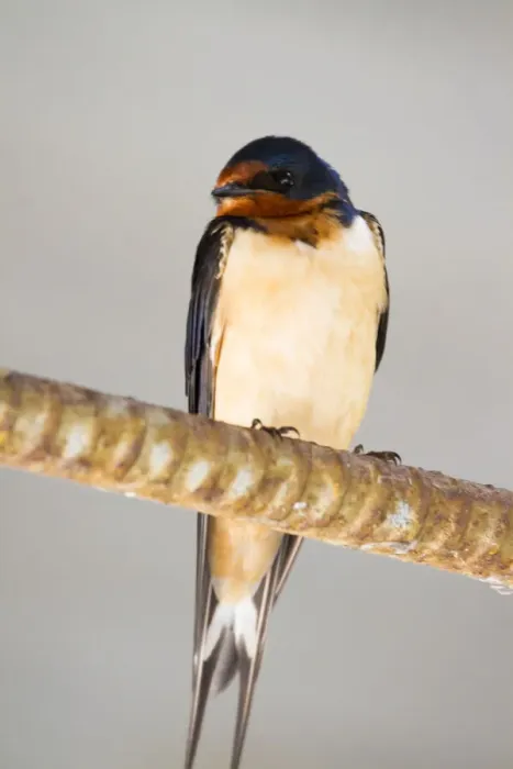 Framed Print : Cliff Swallow Sitting On A Wire Framed Print : Cliff Swallow Sitting On A Wire