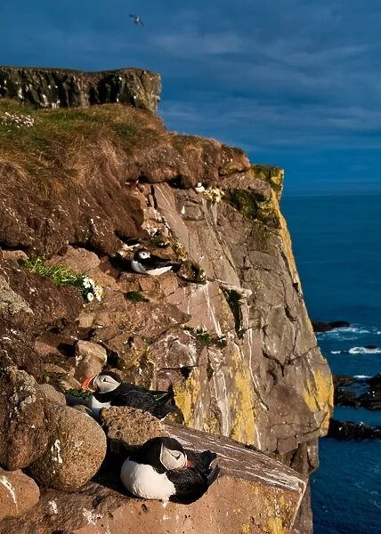 Cliffs are occupied by puffins