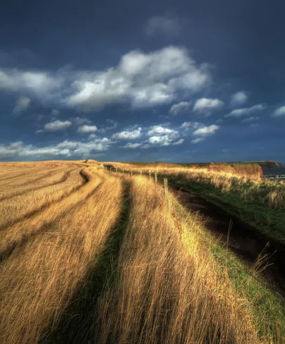 Framed Print : Clifftop path seaton sands angus scotland