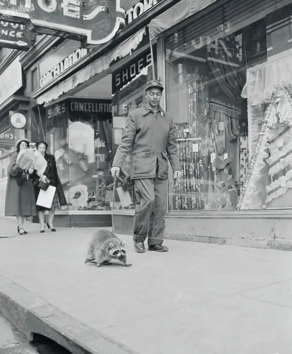 Framed Print : Clifton Gans Walking His Pet Raccoon Framed Print : Clifton Gans Walking His Pet Raccoon