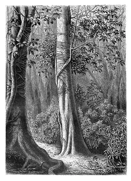 Climbing girdle-shaped Ficus
