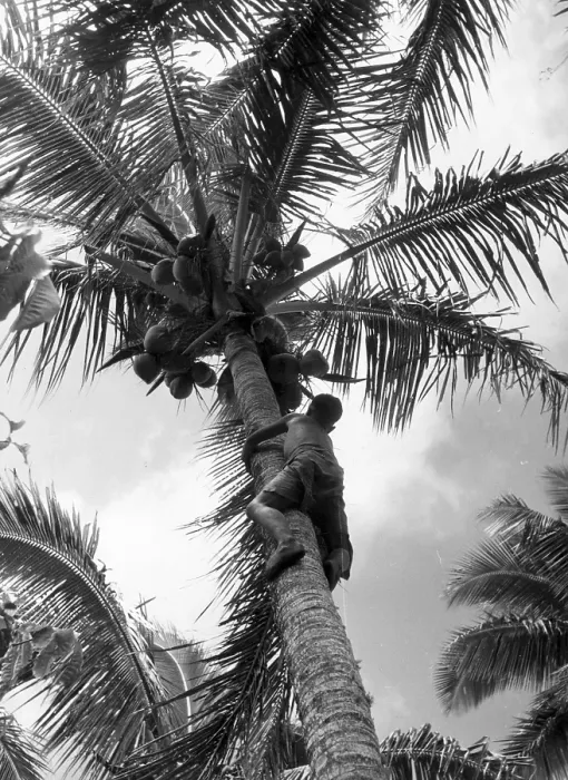Framed Print : Climbing Palm Tree Framed Print : Climbing Palm Tree