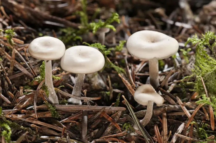 Framed Print : Clitocybe -Clitocybe langei-, Untergroeningen, Baden-Wuerttemberg, Germany, Europe