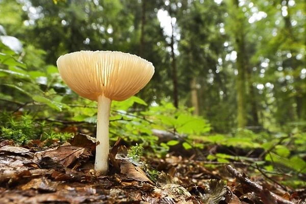 Clitocybe gibba fungus, Switzerland