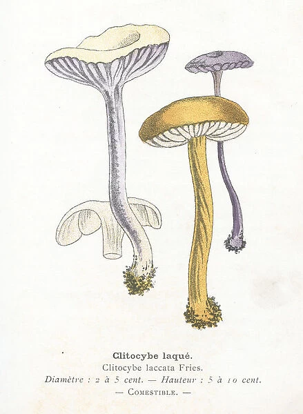 Clitocybe lacquered mushroom engraving 1895