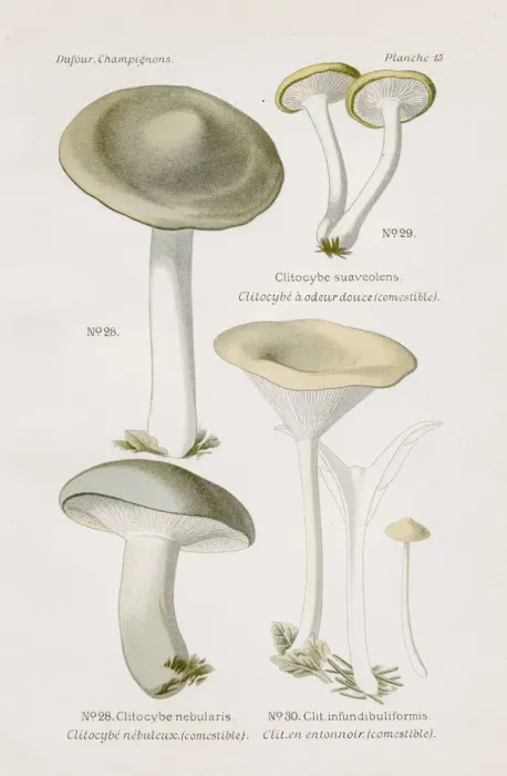 Framed Print : Clitocybe mushroom 1891 Framed Print : Clitocybe mushroom 1891