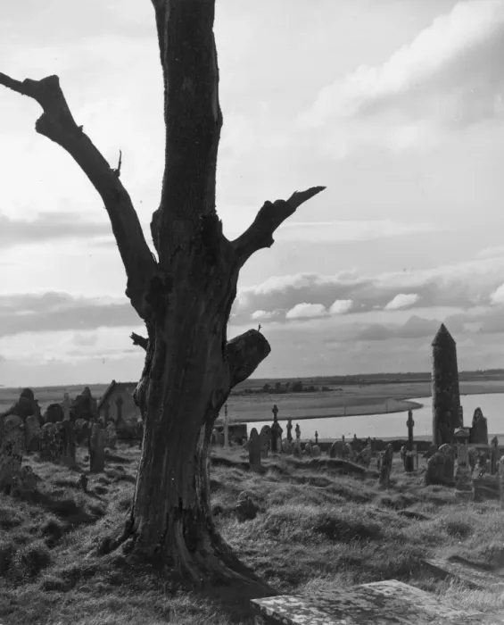 Framed Print : Clonmacnois Tree Framed Print : Clonmacnois Tree