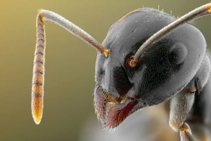 Framed Print : Close up of ant