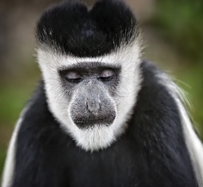 Framed Print : Close Up of Black and White Colobus at Lake Naivasha, Kenya Framed Print : Close Up of Black and White Colobus at Lake Naivasha, Kenya