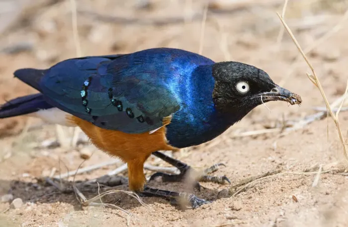 Framed Print : Close Up of Bright Colored Superb Starling in Samburu, Kenya Framed Print : Close Up of Bright Colored Superb Starling in Samburu, Kenya